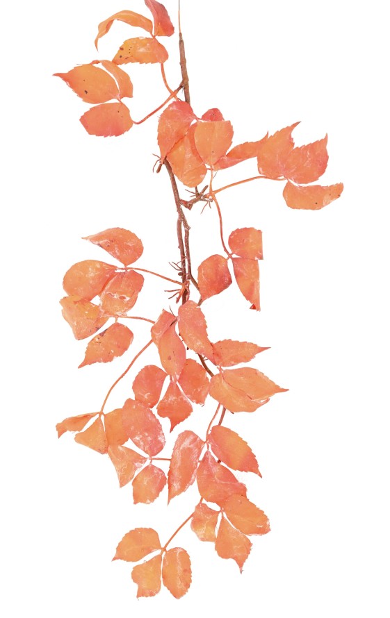 VINE VIRGINIA CREEPER