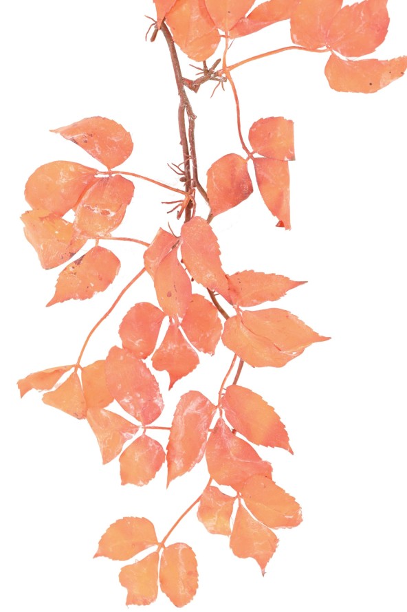 VINE VIRGINIA CREEPER