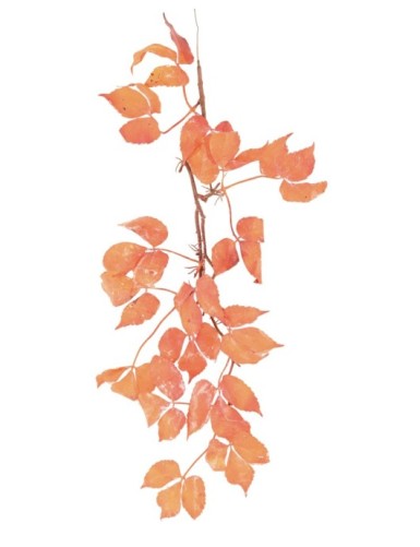 VINE VIRGINIA CREEPER