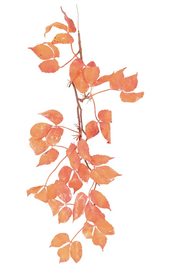 VINE VIRGINIA CREEPER