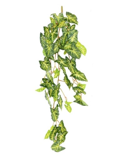 SYNGONIUM COLGANTE 110