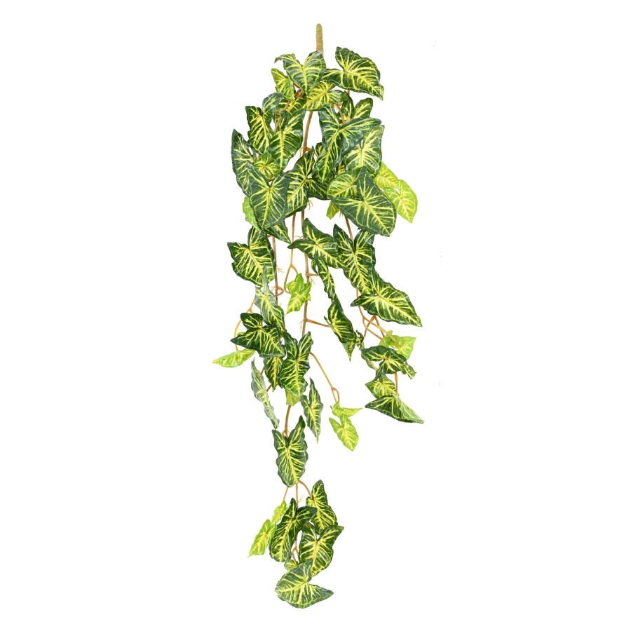 SYNGONIUM COLGANTE 110