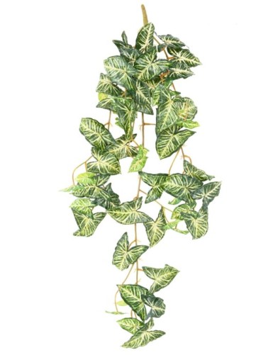 SYNGONIUM HÄNGEKUNSTPFLANZE...