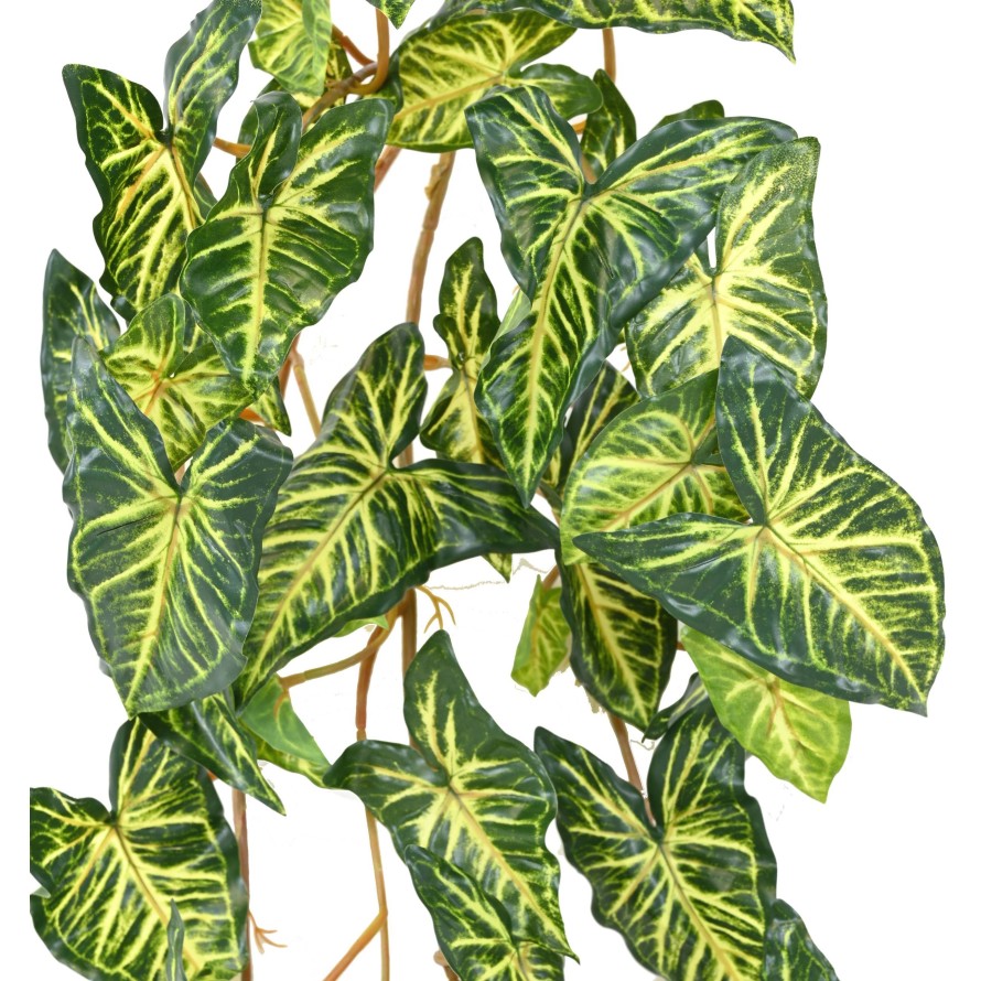 SYNGONIUM COLGANTE 110