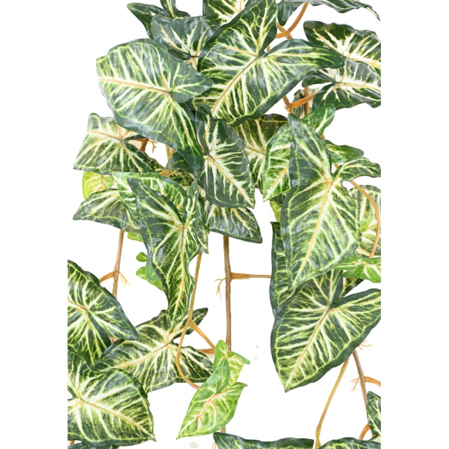 SYNGONIUM COLGANTE 110
