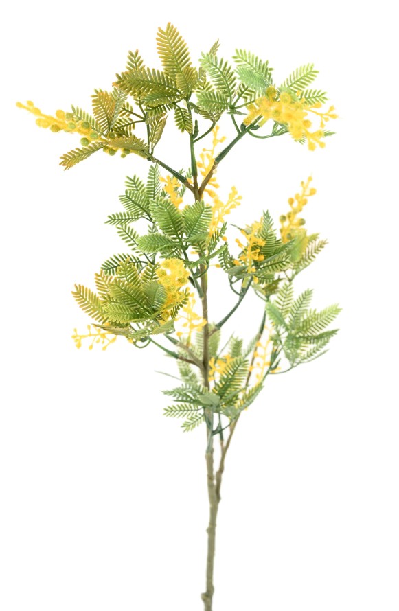 MIMOSE 80