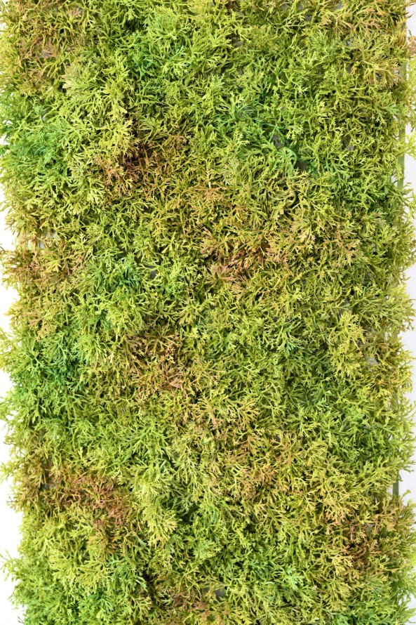 MOSS DEKOPLATTE 50 25