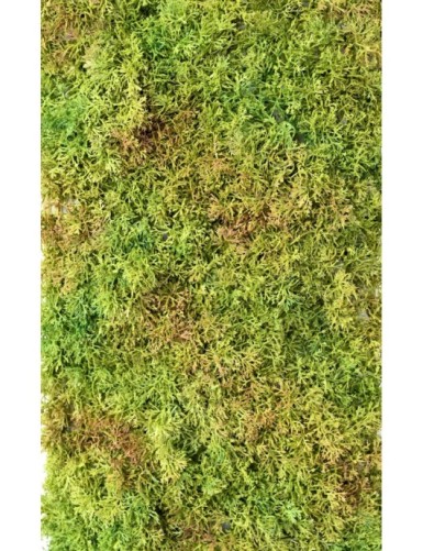 MOSS WALL PANEL 50 25
