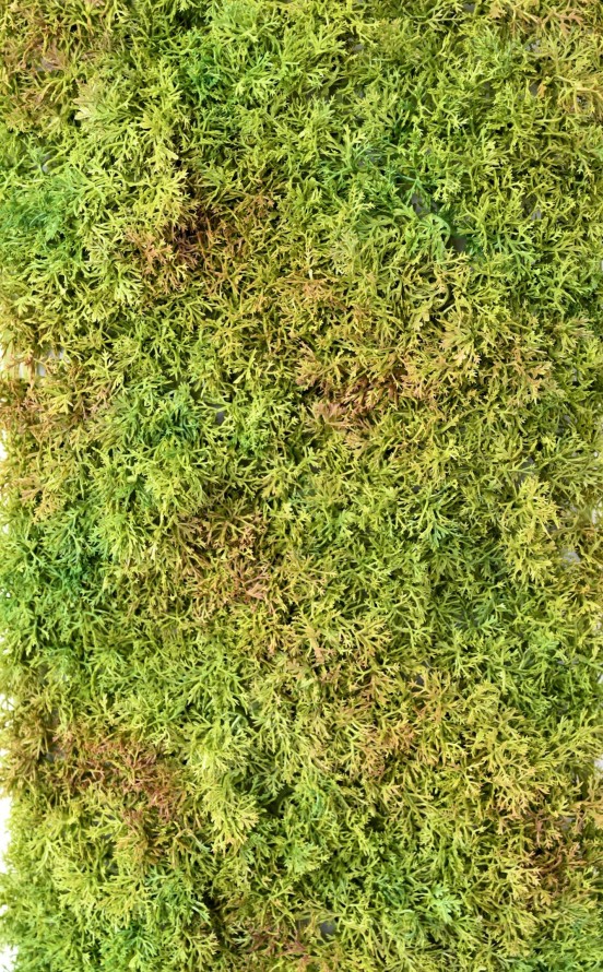 MOSS WALL PANEL 50 25