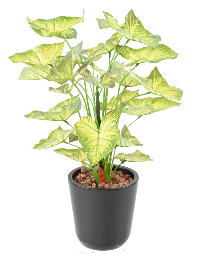 SYNGONIUM SIN MACETA 45