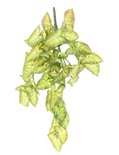SYNGONIUM HÄNGEKUNSTPFLANZE