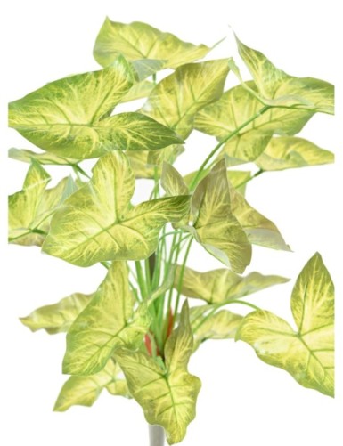 SYNGONIUM BUSH 45
