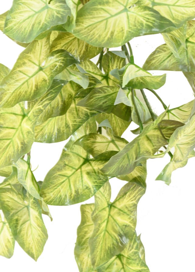 SYNGONIUM COLGANTE