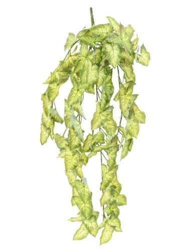 SYNGONIUM HÄNGEKUNSTPFLANZE