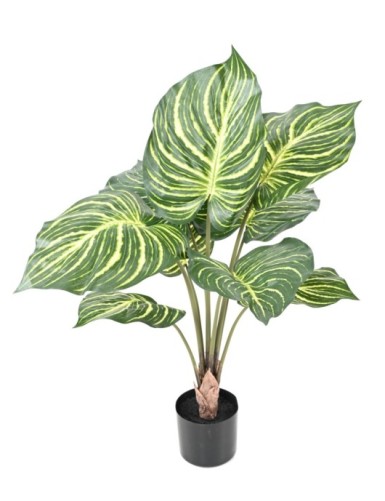 APHELANDRA LARGE EN MACETA 70