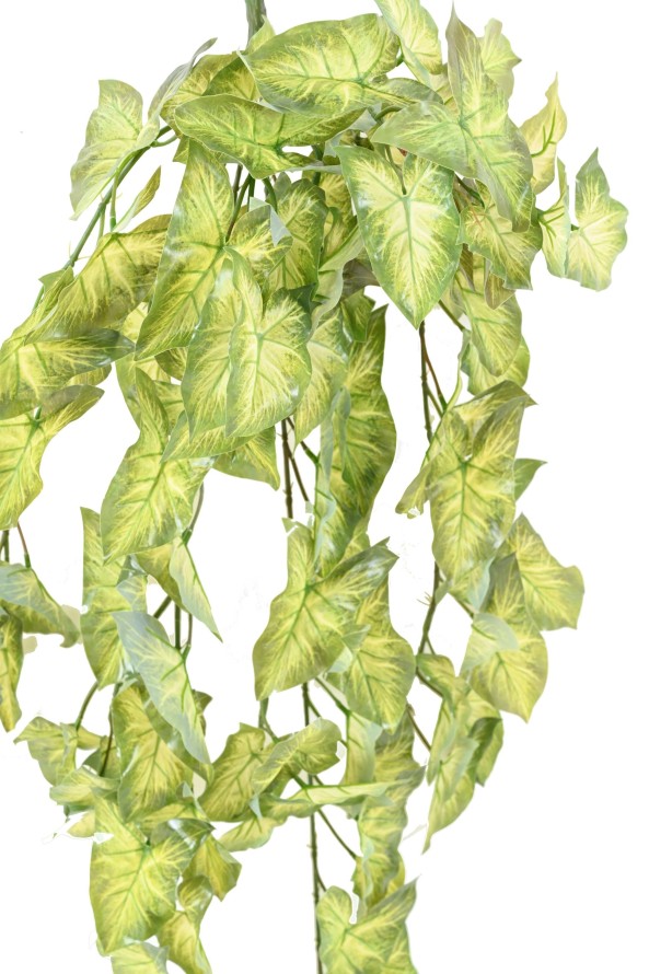 SYNGONIUM COLGANTE