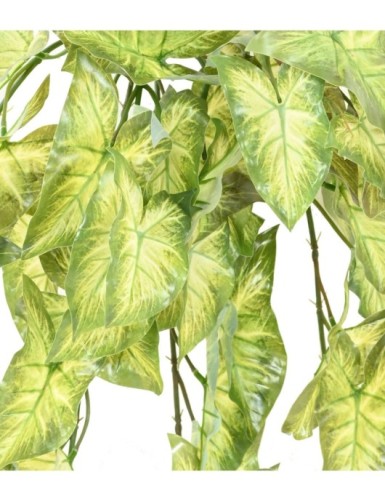 SYNGONIUM HÄNGEKUNSTPFLANZE