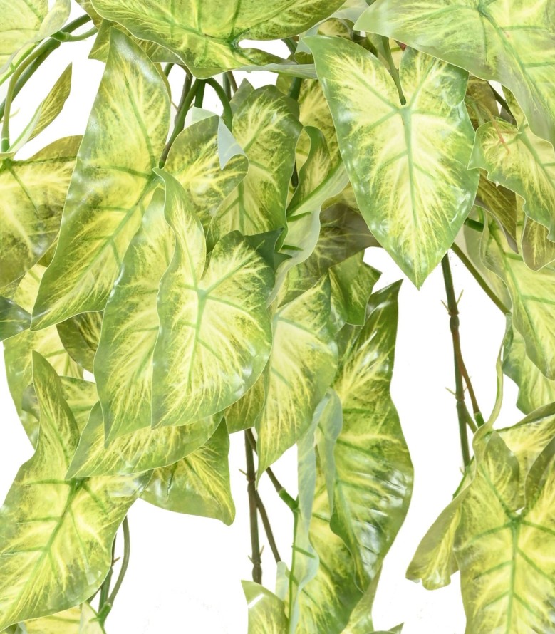 SYNGONIUM COLGANTE