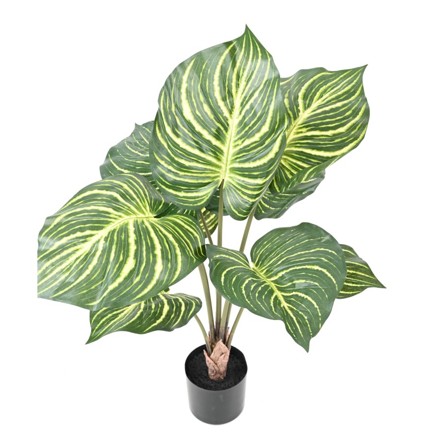 APHELANDRA LARGE EN MACETA 70