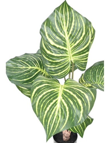 ZEBRABLUME GROSS TOPF 70