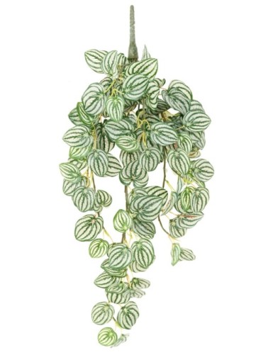 PEPEROMIA HÄNGEKUNSTPFLANZE 70
