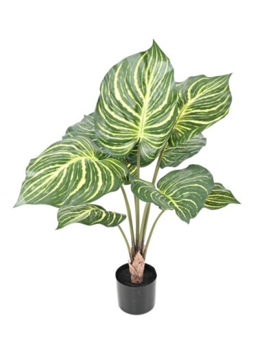 APHELANDRA LARGE EN MACETA 70