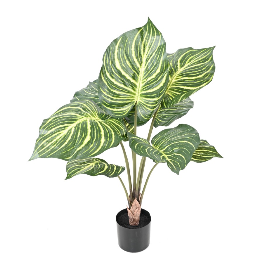 APHELANDRA LARGE EN MACETA 70