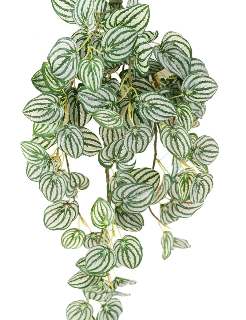 PEPEROMIA HÄNGEKUNSTPFLANZE 70