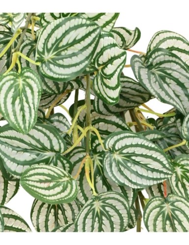 PEPEROMIA HÄNGEKUNSTPFLANZE 70