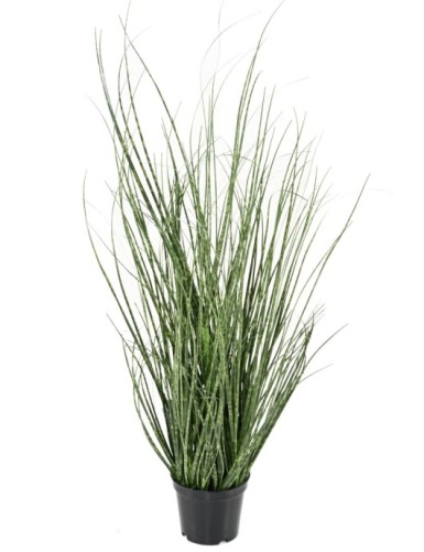 HIERBA DE CEBOLLA 50 CM