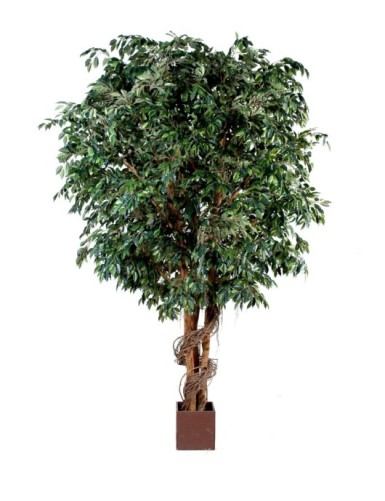 FICUS GIGANTE