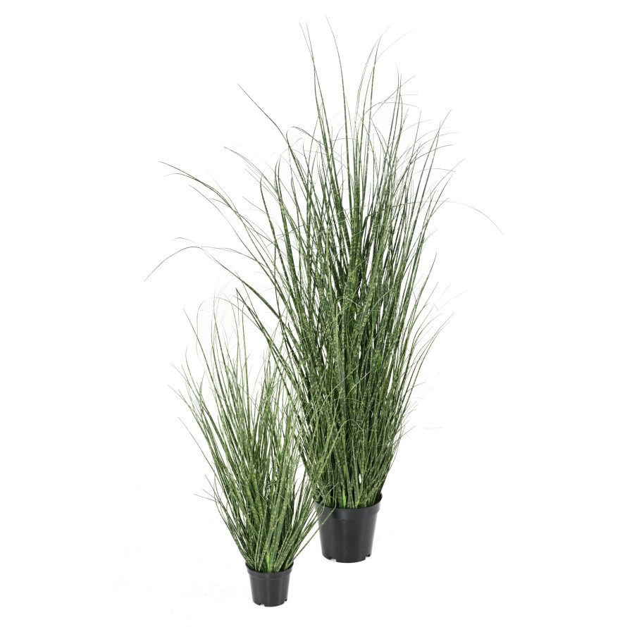 HIERBA DE CEBOLLA 50 CM