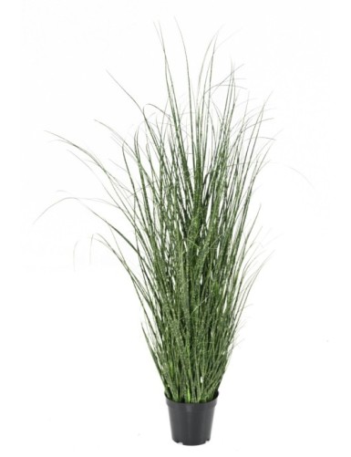 HIERBA DE CEBOLLA 90 CM