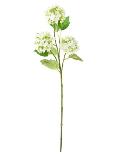 VIBURNUM (SCHNEEBALL) *3