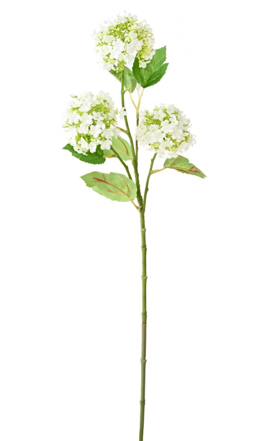 VIBURNUM (SCHNEEBALL) *3