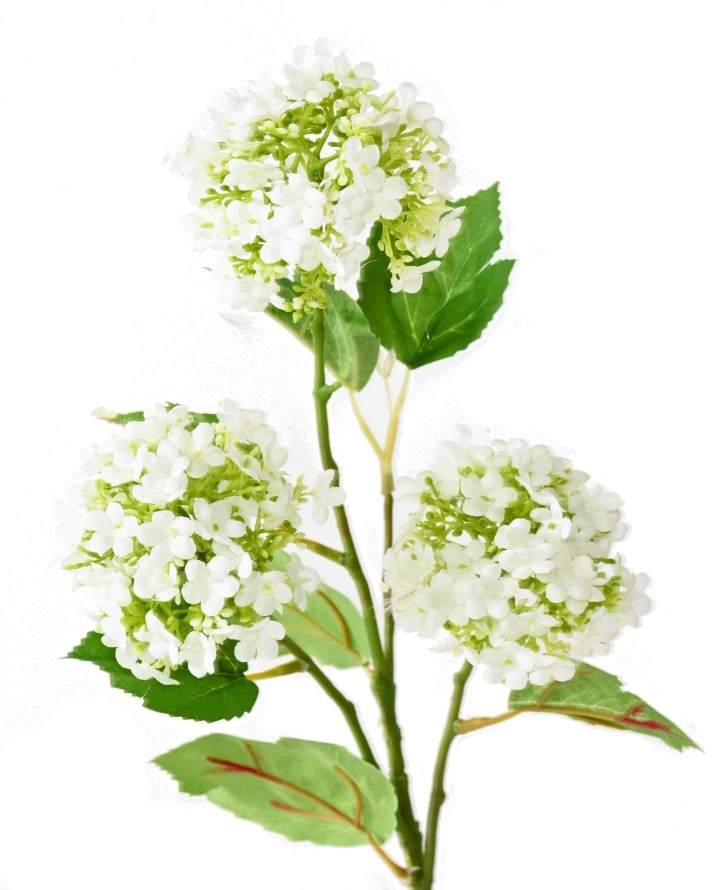VIBURNUM *3