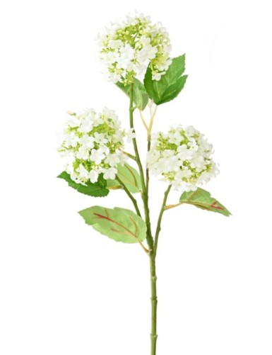 VIBURNUM *3