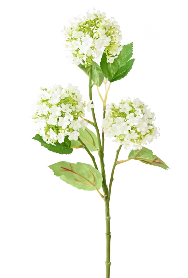 VIBURNUM (SCHNEEBALL) *3