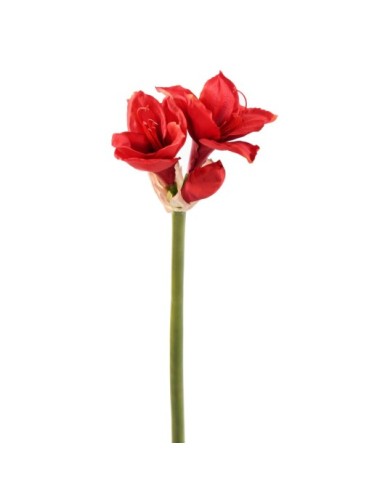 AMARYLLIS TALLO