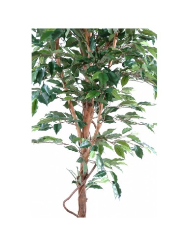 FICUS TRONCO ÚNICO GF