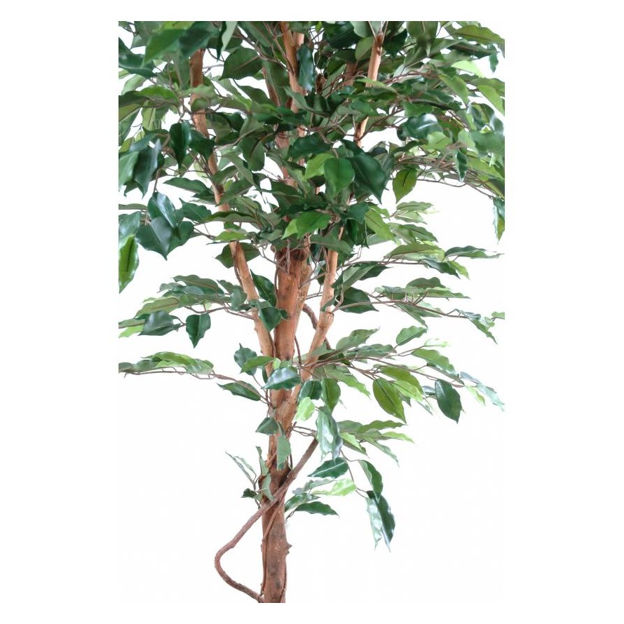 FICUS TRONCO ÚNICO GF