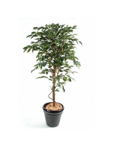 FICUS TRONCO ÚNICO GF