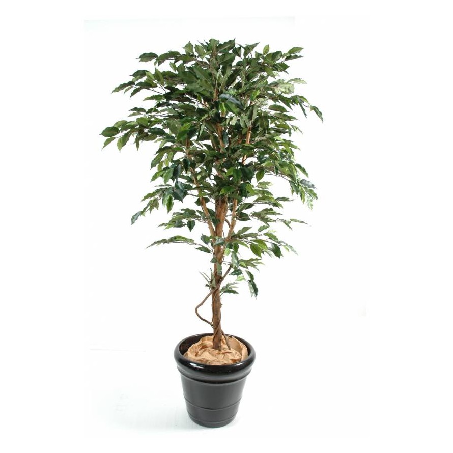 FICUS TRONCO ÚNICO GF