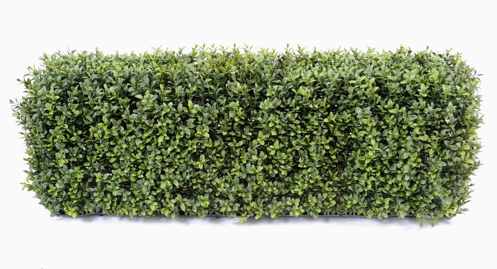 BUCHSBAUM HECKE NEW METALLSTRUKTUR