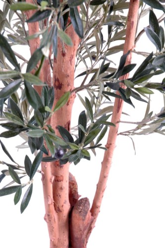 OLIVO TRONCO NUDOSO