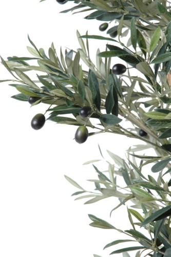 OLIVENBAUM KNORRIGER STAMM