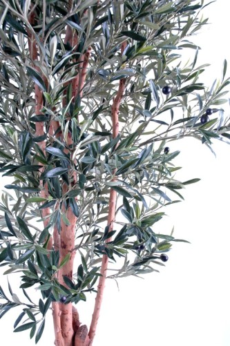 OLIVENBAUM KNORRIGER STAMM