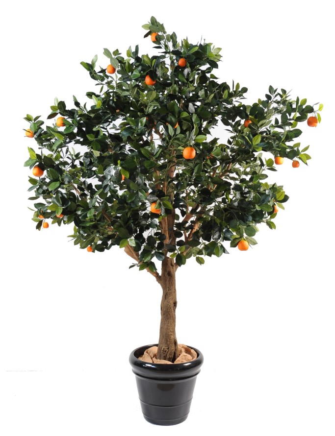 ORANGENBAUM