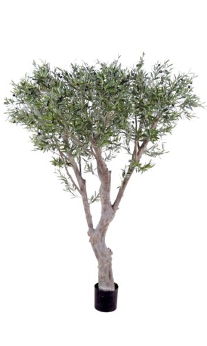 OLIVENBAUM GIANT