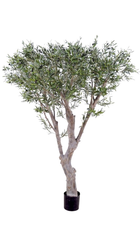 OLIVENBAUM GIANT